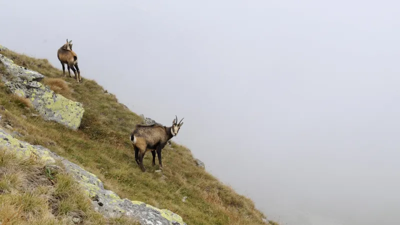 Kamzíci na Bystré